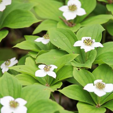 Cornouiller du Canada - Cornus canadensis