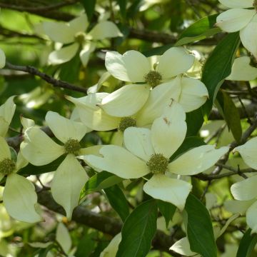 Cornus capitata - Flowering Dogwood
