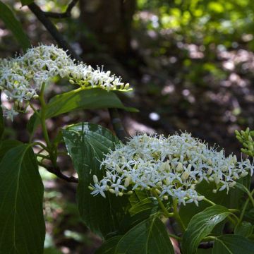 Cornus controversa - Cornouiller des Pagodes