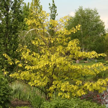 Cornus controversa Candlelight - Giant Dogwood
