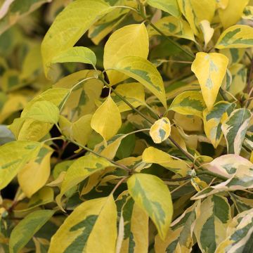 Cornus controversa Gosia - Giant Dogwood