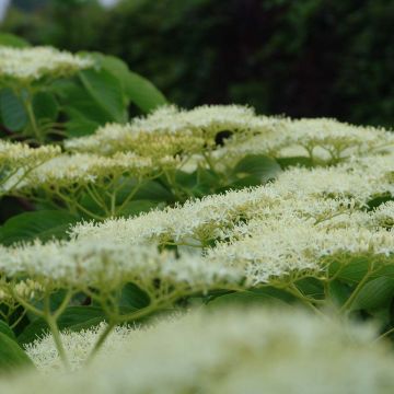 Cornus controversa Pagoda - Giant Dogwood