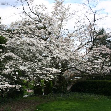 Cornus florida - Flowering Dogwood