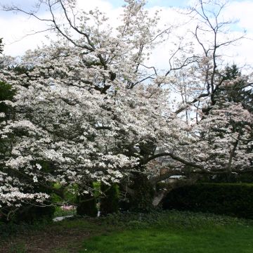 Cornus florida 