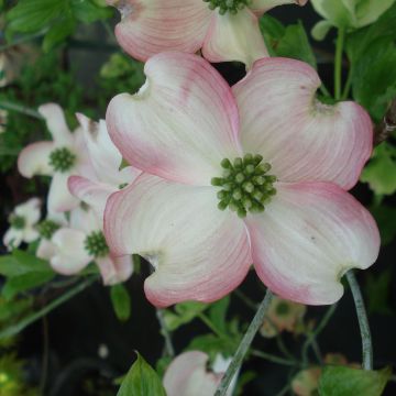 Cornus florida Cherokee Chief - Flowering Dogwood