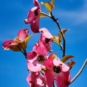 Cornus florida Cherokee Sunset - Flowering Dogwood