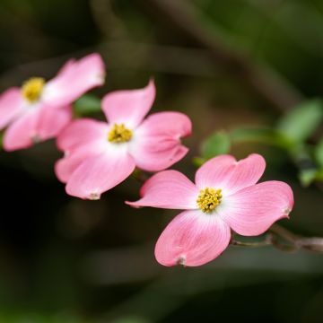 Cornus florida Rubra - Flowering Dogwood