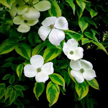 Cornus florida x kousa Celestial Shadow - Cornouiller