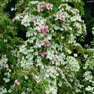 Cornus hongkongensis Parc de Haute Bretagne - Hong Kong Dogwood