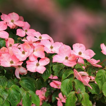 Cornus kousa Beni-fuji - Kousa Dogwood