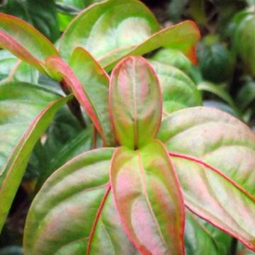 Cornus Blooming Pink Tetra - Flowering Dogwood