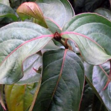 Cornus Blooming White Tetra - Flowering Dogwood