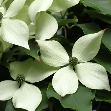 Cornus kousa Blue Shadow - Flowering Dogwood