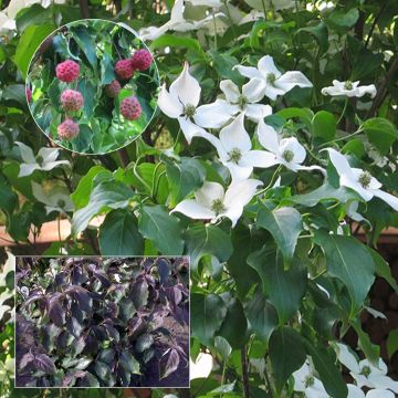 Cornus kousa Cappuccino®