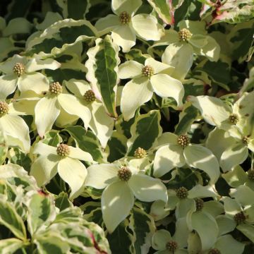 Cornus kousa China Dawn - Kousa Dogwood