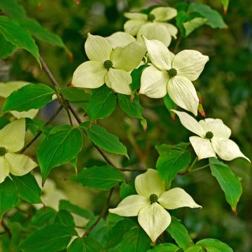 Cornus kousa China Girl - Flowering Dogwood