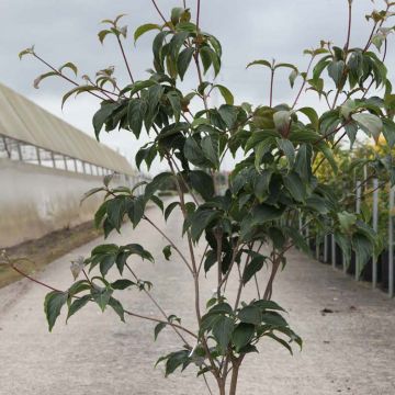 Cornus kousa Copacabana