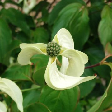 Cornus kousa Couronne - Flowering Dogwood