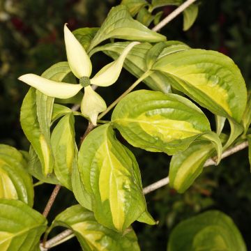 Cornus kousa Gold Star - Flowering Dogwood