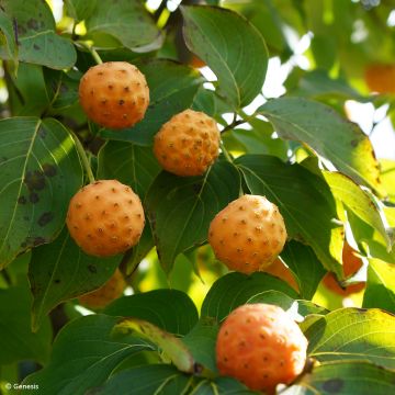 Cornus kousa chinensis - Cornouiller de Chine