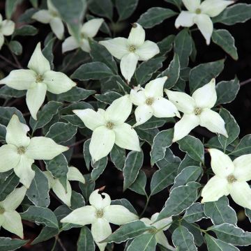 Cornus kousa Pévé Foggy - Flowering Dogwood