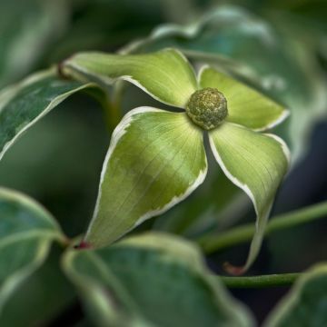 Cornus kousa Samaritan - Flowering Dogwood