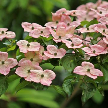 Cornus kousa Satomi - Flowering Dogwood