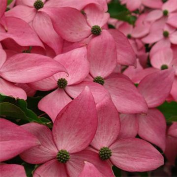 Cornus kousa Scarlet Fire - Flowering Dogwood