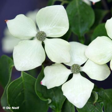 Cornus kousa Schmetterling