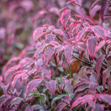 Cornus kousa Shira-yuki - Flowering Dogwood