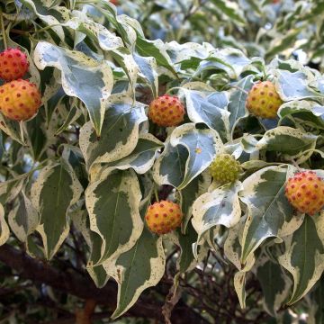 Cornus kousa Wolf Eyes - Cornouiller du Japon