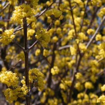 Cornus mas Aurea - European Cornel