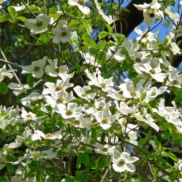 Cornus Ascona - Flowering Dogwood