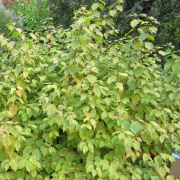 Cornus sanguinea Annys Winter Orange - Common Dogwood