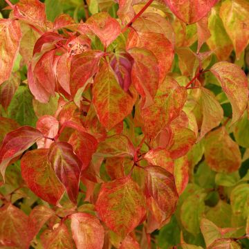 Cornus sanguinea Magic Flame