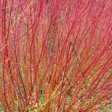 Cornus sanguinea Midwinter Fire - Common Dogwood