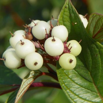 Cornus sericea Baileyi - Stoloniferous Dogwood.