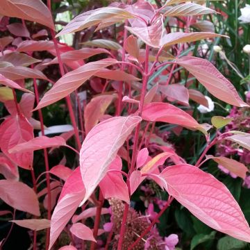 Cornus sericea Cardinal - Stoloniferous Dogwood