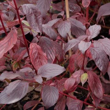 Cornus alba Siberian Pearls