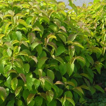 Cornus sericea Kelseys Dwarf - Stoloniferous Dogwood