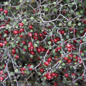 Corokia cotoneaster Little prince