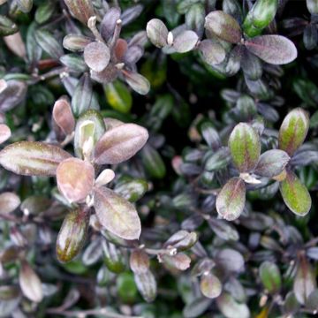 Corokia virgata Frosted chocolate