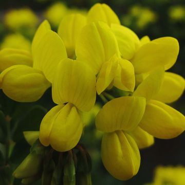 Coronilla valentina subsp. glauca