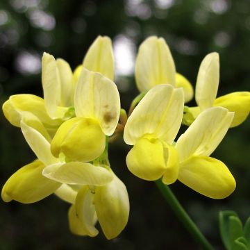 Coronilla valentina subsp. glauca Citrina