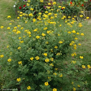 Coronilla valentina subsp. glauca Selection