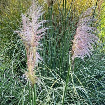 Cortaderia selloana Pink Phantom - Pampas Grass