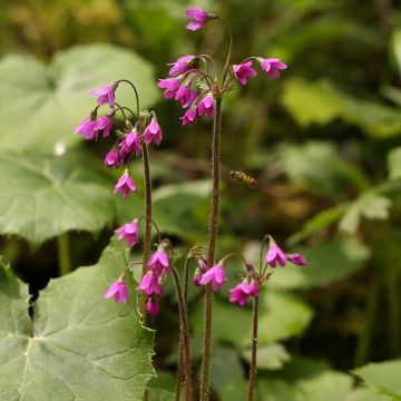 Cortusa matthioli subsp. pekinensis