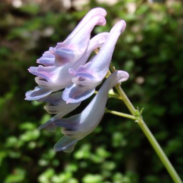 Corydale, Corydalis linstowiana, Fumitory