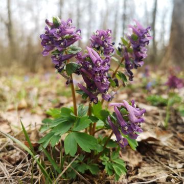 Corydalis - Common Fumitory