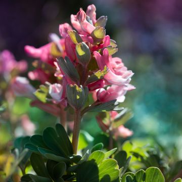 Corydalis solida Beth Evans